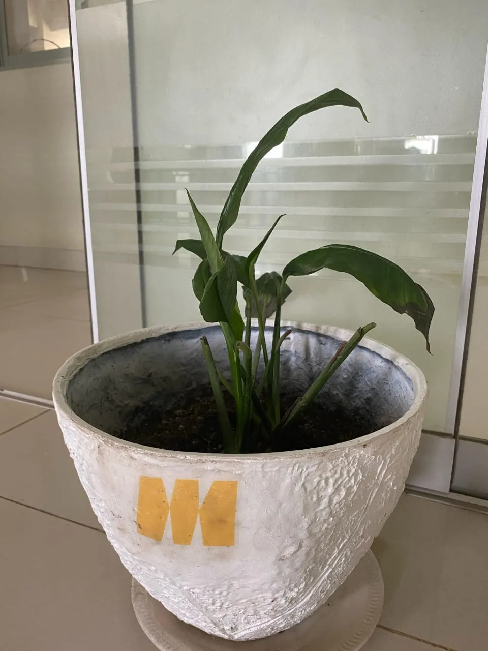 Vivero MAGRA 2