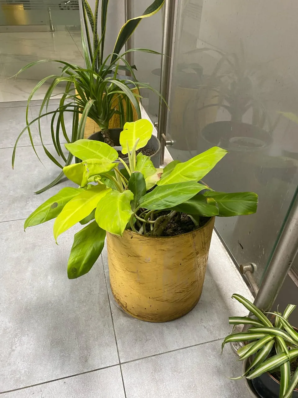 Vivero MAGRA 7